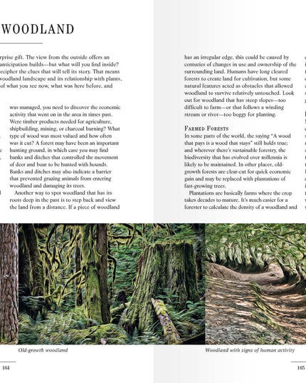 Book: Forest School for Grown Ups